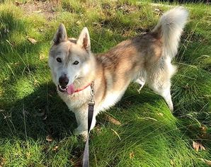 Alaskan Husky Dogs for adoption in Irvine, CA, USA