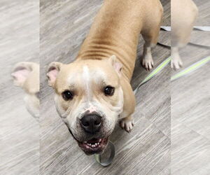 Bull Terrier Dogs for adoption in Minneapolis, MN, USA