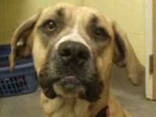Great Dane-Unknown Mix Dogs for adoption in Silver Spring, MD, USA