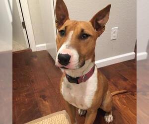 Bull Terrier Dogs for adoption in Pleasant Hill, CA, USA