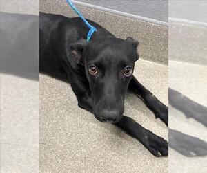 Labrador Retriever-Unknown Mix Dogs for adoption in Las Vegas, NV, USA