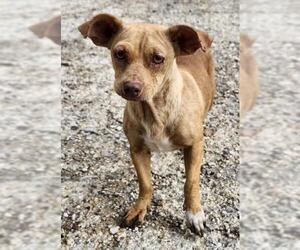 Chihuahua-Unknown Mix Dogs for adoption in San Antonio, TX, USA