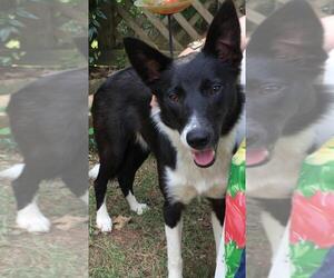 Border Collie Dogs for adoption in Conway, AR, USA