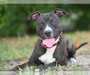 American Pit Bull Terrier-Unknown Mix Dogs for adoption in Tavares, FL, USA