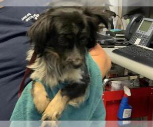 Cairn Terrier-Unknown Mix Dogs for adoption in Visalia, CA, USA