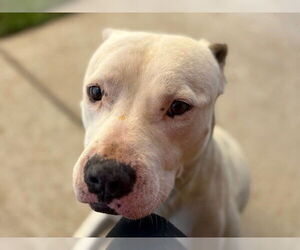 American Pit Bull Terrier-Unknown Mix Dogs for adoption in Tulsa, OK, USA