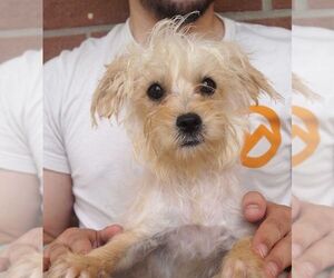 Cairn Terrier Dogs for adoption in Carrollton, TX, USA