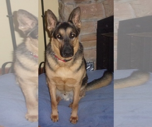 German Shepherd Dog Dogs for adoption in Newfoundland, PA, USA