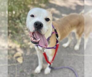 Boxer-Unknown Mix Dogs for adoption in Aurora, CO, USA
