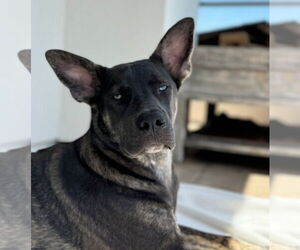 Mutt Dogs for adoption in Dana Point, CA, USA