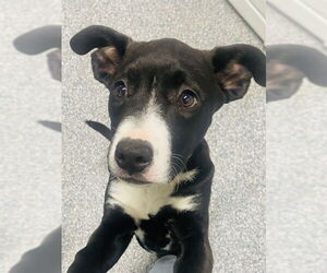 Labrador Retriever-Unknown Mix Dogs for adoption in Westminster, MD, USA