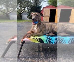 American Pit Bull Terrier Dogs for adoption in Lockport, NY, USA