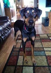 Doberman Pinscher Dogs for adoption in Mankato, MN, USA