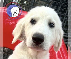 Great Pyrenees Dogs for adoption in Spring, TX, USA