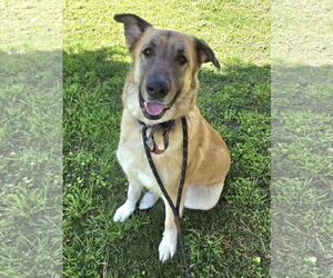 Anatolian Shepherd Dogs for adoption in Higley, AZ, USA