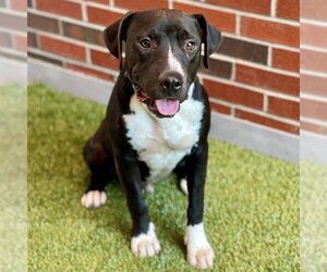 American Pit Bull Terrier-Unknown Mix Dogs for adoption in Edmond, OK, USA