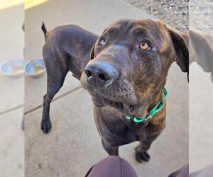 Mastiff-Unknown Mix Dogs for adoption in Sacramento, CA, USA