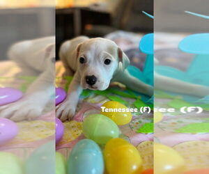 American Pit Bull Terrier-Unknown Mix Dogs for adoption in Wenonah, NJ, USA