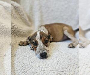 Black Mouth Cur-Unknown Mix Dogs for adoption in Rockwall, TX, USA