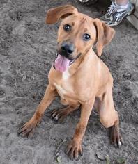 Black Mouth Cur Dogs for adoption in Inverness, FL, USA