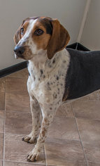 Treeing Walker Coonhound-Unknown Mix Dogs for adoption in Marble, NC, USA