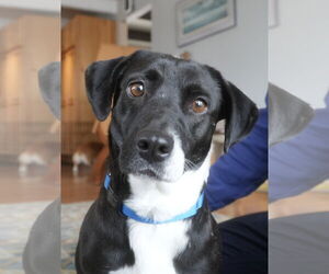 Labrador Retriever-Pembroke Welsh Corgi Mix Dogs for adoption in Denver , CO, USA