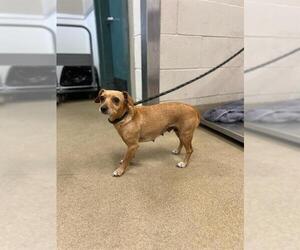 Chihuahua Dogs for adoption in Santa Maria, CA, USA