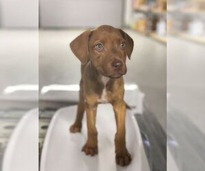 Mutt Dogs for adoption in Woodbury, NY, USA
