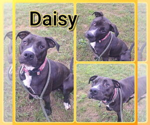 American Staffordshire Terrier-Unknown Mix Dogs for adoption in Pierceton , IN, USA