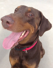 Doberman Pinscher Dogs for adoption in Shaftsbury, VT, USA