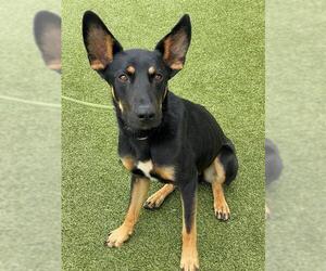 German Shepherd Dog-Unknown Mix Dogs for adoption in Fayetteville, NC, USA