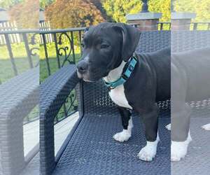 American Pit Bull Terrier-Unknown Mix Dogs for adoption in Catasauqua, PA, USA