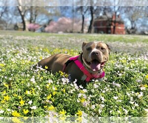 American Pit Bull Terrier-Unknown Mix Dogs for adoption in La Vergne, TN, USA