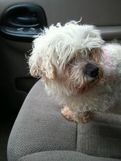 Maltese Dogs for adoption in O Fallon, MO, USA