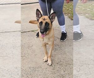 German Shepherd Dog Dogs for adoption in Perth Amboy, NJ, USA