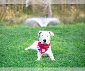 Labrador Retriever-Unknown Mix Dogs for adoption in Unionville, PA, USA