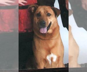 Shepradors Dogs for adoption in Rockaway, NJ, USA