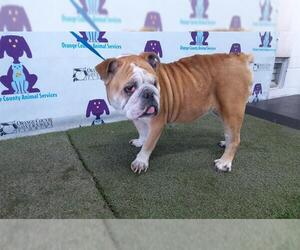 Bulldog Dogs for adoption in Orlando, FL, USA