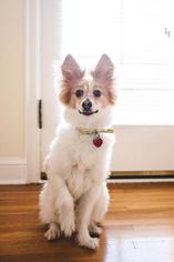 Papillon Dogs for adoption in Rochester, MN, USA