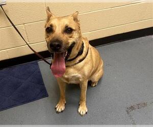 Labrador Retriever-Unknown Mix Dogs for adoption in Denver, CO, USA