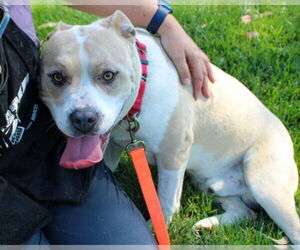American Pit Bull Terrier Dogs for adoption in Martinez, CA, USA
