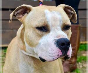 Bullypit Dogs for adoption in Little Rock, AR, USA