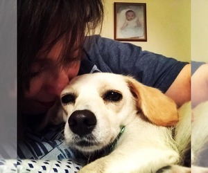 Chiweenie Dogs for adoption in Bellevue, WA, USA