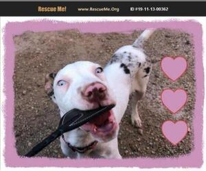 Catahoula Leopard Dog Dogs for adoption in Cave Creek, AZ, USA