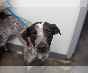 German Shorthaired Pointer-Unknown Mix Dogs for adoption in Mountain Home, AR, USA