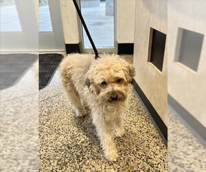 Small Tibetan Terrier Mix