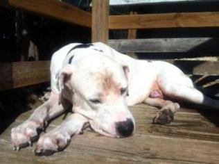 American Bulldog-Great Dane Mix Dogs for adoption in Austin, TX, USA