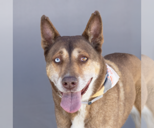 Siberian Husky Dogs for adoption in Pasadena, CA, USA