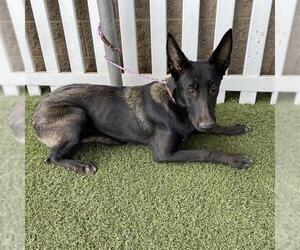 Mutt Dogs for adoption in Modesto, CA, USA