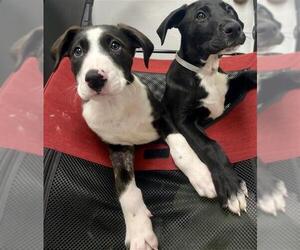 Plott Hound-Unknown Mix Dogs for adoption in San Francisco, CA, USA